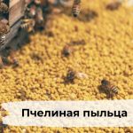 Пчелиная пыльца в рационе ребёнка: как выбрать и правильно вводить